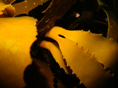 Lessonia trabeculata