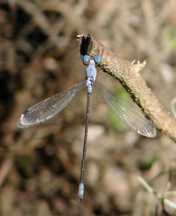 Lestes sigma