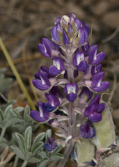 Lupinus duranii