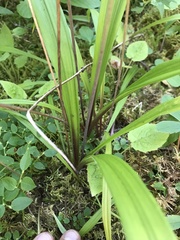 Anticlea occidentalis