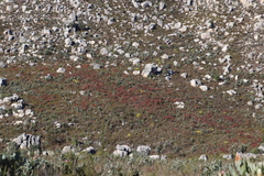 Leucadendron glaberrimum erubescens