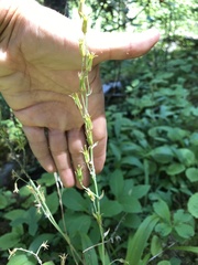 Anticlea occidentalis