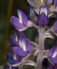 Lupinus duranii