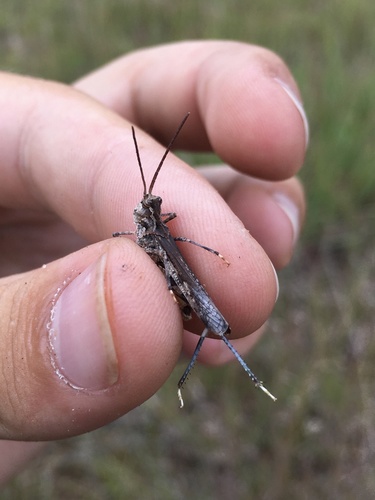 Longhorn Band-wing Grasshopper photo 3