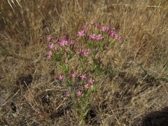 Zeltnera muehlenbergii
