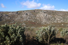 Leucadendron glaberrimum erubescens