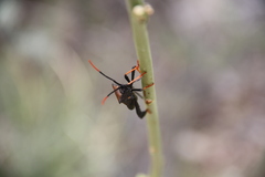 Acanthocephala thomasi