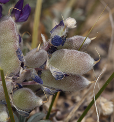 Lupinus duranii