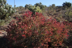 Leucadendron glaberrimum erubescens