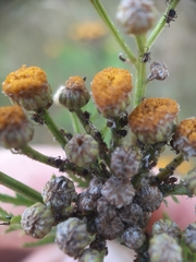 Metopeurum fuscoviride