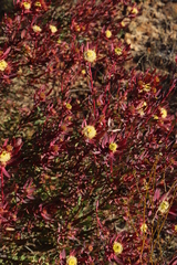 Leucadendron glaberrimum erubescens