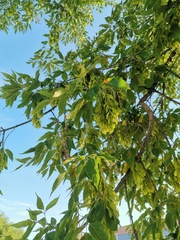 Acer negundo