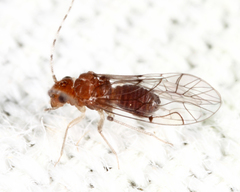 Anomopsocus amabilis