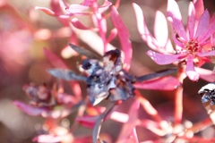 Leucadendron glaberrimum erubescens