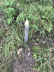 Castorimorpha