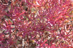 Leucadendron glaberrimum erubescens