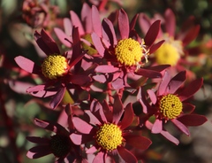 Leucadendron glaberrimum erubescens