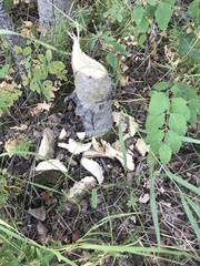 Castorimorpha