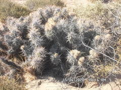 Corynopuntia invicta