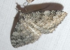 Helastia semisignata