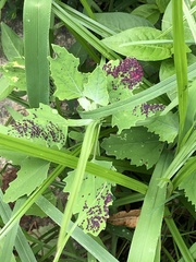 Norvellina chenopodii