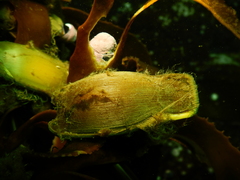 Chilean Catshark photo 2
