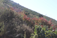 Leucadendron glaberrimum erubescens