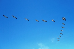 Pelecanus occidentalis