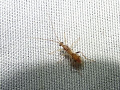 Rogadinae