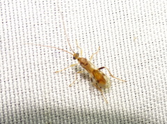 Rogadinae