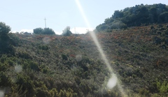 Leucadendron glaberrimum erubescens