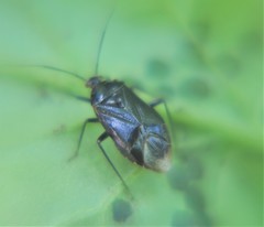 Neocapsus