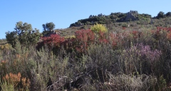 Leucadendron glaberrimum erubescens