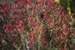 Leucadendron glaberrimum erubescens