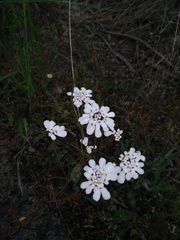 Iberis