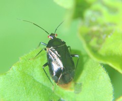 Neocapsus