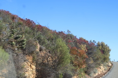 Leucadendron glaberrimum erubescens