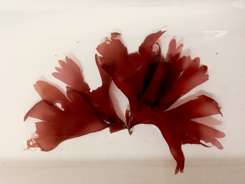 Dulse