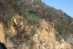 Euryops speciosissimus