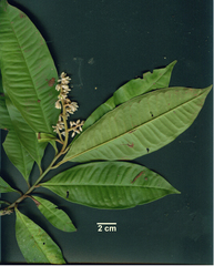 Ardisia compressa