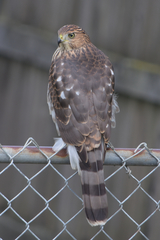 Accipiter cooperii