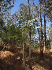 Eucalyptus saligna