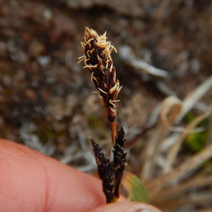 Carex microchaeta