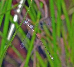 Lestes tenuatus