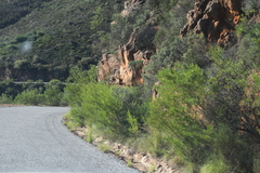 Dodonaea viscosa angustifolia