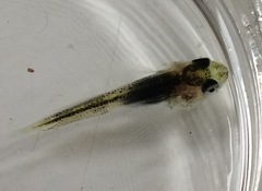 Myoxocephalus
