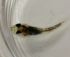 Myoxocephalus