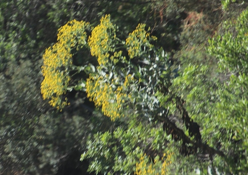 Othonna parviflora