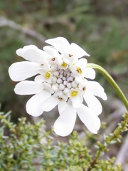 Iberis