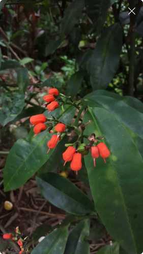 Euphorbia finkii